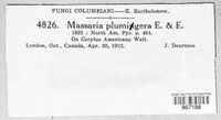 Massarina plumigera image